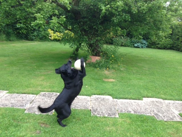 New Forest Dog 🌈 and Her Indoors tweet media