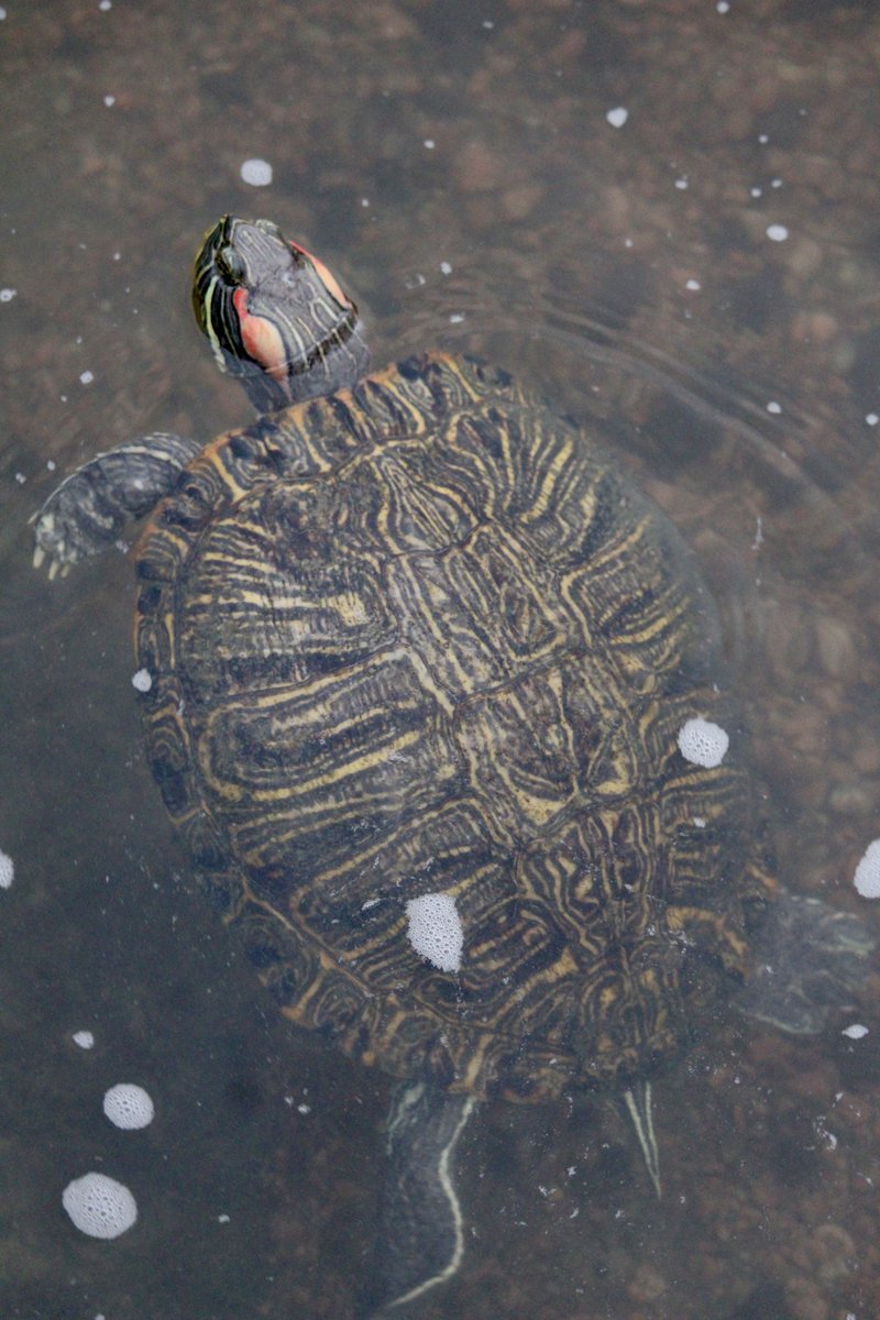 jonsramblings's tweet image. wild kingdom.... #houston #texas #animals #naturephotography #turtle #turtles