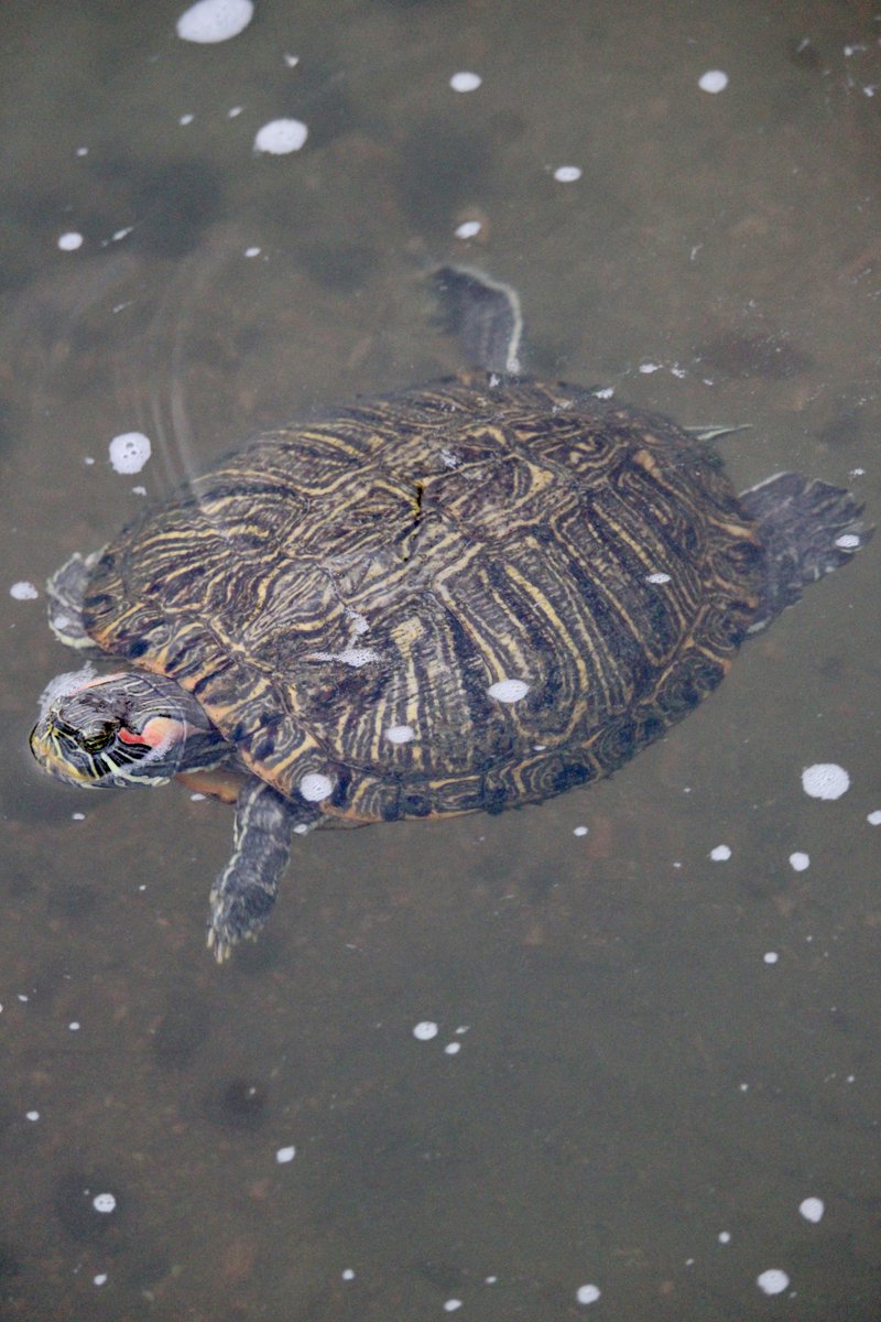 jonsramblings's tweet image. wild kingdom.... #houston #texas #animals #naturephotography #turtle #turtles