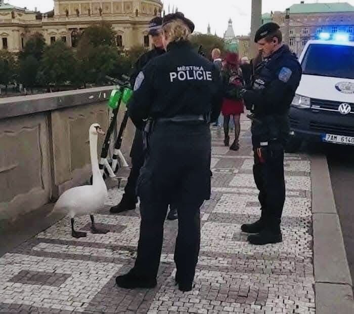 まるお2号🇯🇵（羊の皮を被った猫） tweet media