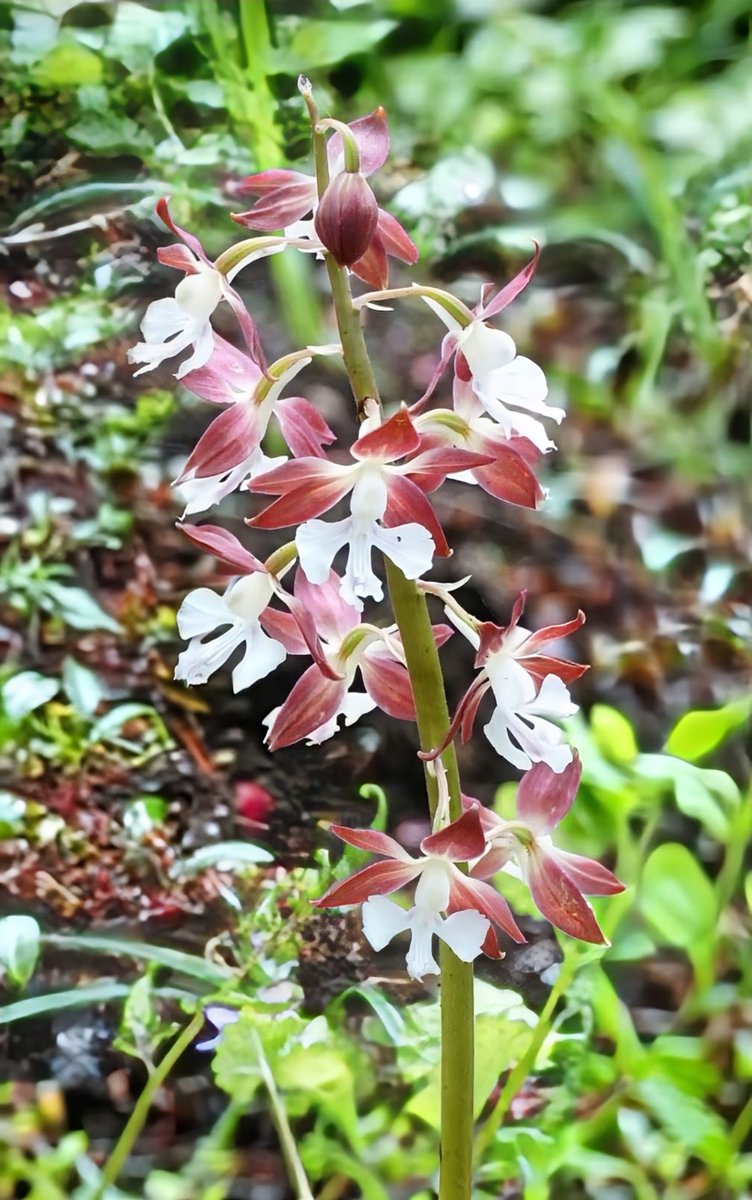 Way of sky tweet media