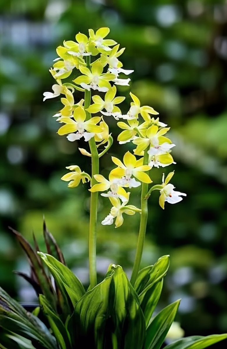 Way of sky tweet media