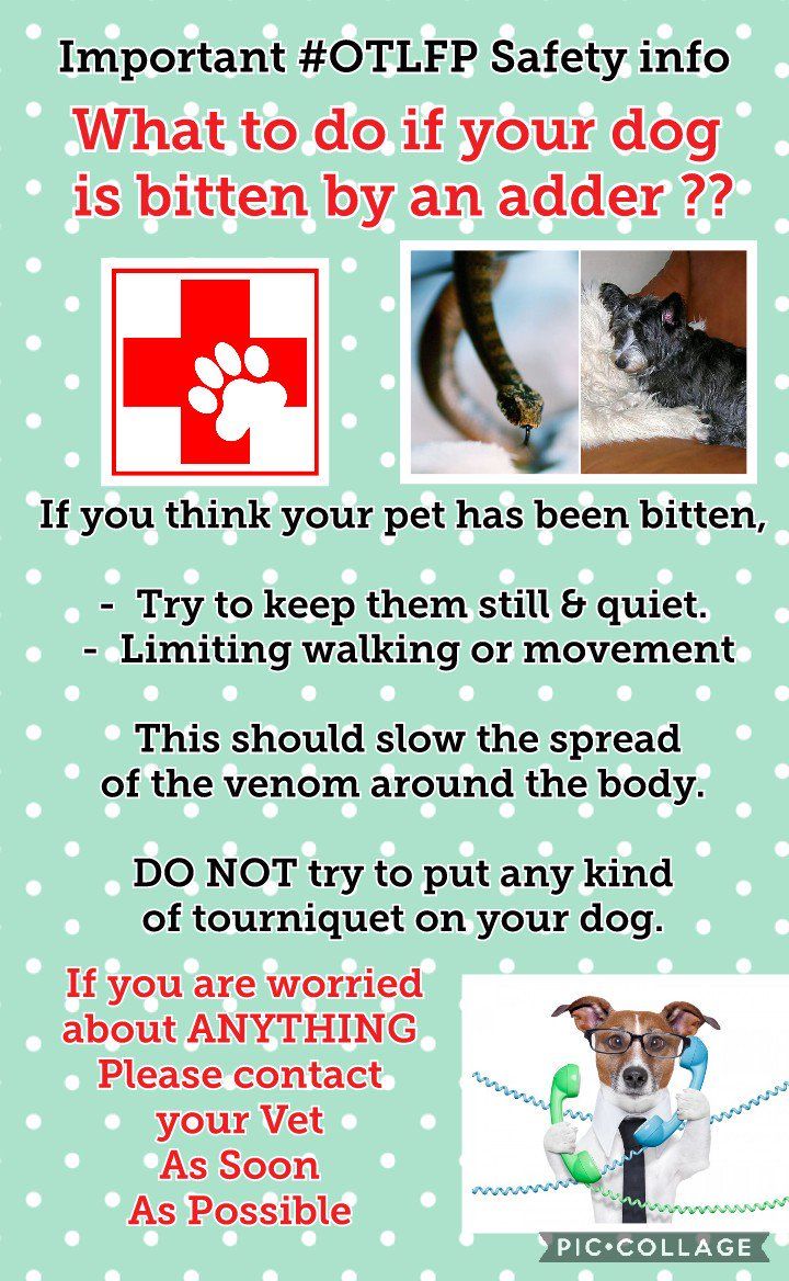 MillieOTLFP's tweet photo. We have put together some posters to help everyone stay safe.
The #Adders are waking up in the UK & they are grumpy!
So stay safe everyone ๐ย
Read the information &
Share the info with pals so they now what to do if needed.ย
If in doubt see your Vet ASAP
#OTLFP @OffTheLeashFP https://t.co/hC180FGIkA