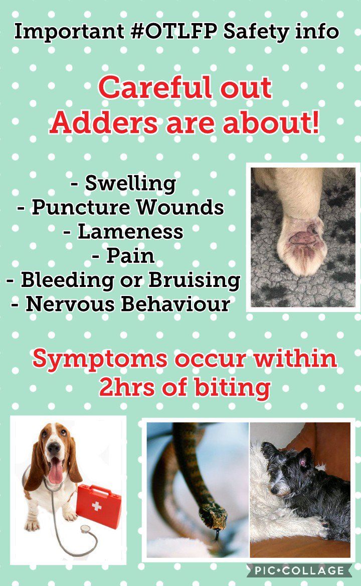MillieOTLFP's tweet photo. We have put together some posters to help everyone stay safe.
The #Adders are waking up in the UK & they are grumpy!
So stay safe everyone ๐ย
Read the information &
Share the info with pals so they now what to do if needed.ย
If in doubt see your Vet ASAP
#OTLFP @OffTheLeashFP https://t.co/hC180FGIkA