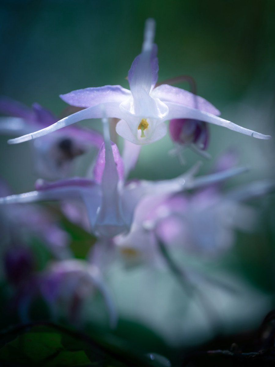 イカリソウ

イカリソウが咲いていました。日本の在来種。メギ科。江戸時代の廻船で使われた4本爪の⚓️に似ているので名づけられました。ツノのような部分は距(きょ)という蜜をためる場所です。別名、放杖草。飲めば元気になって杖がいらなくなるという意味だそうです。
花言葉は、人生の出発。