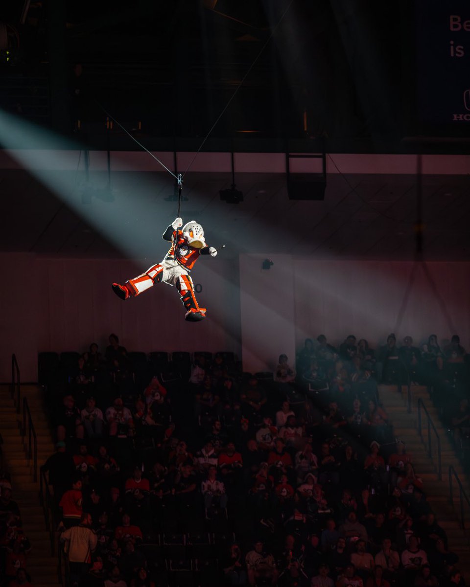 Wild Wing tweet media