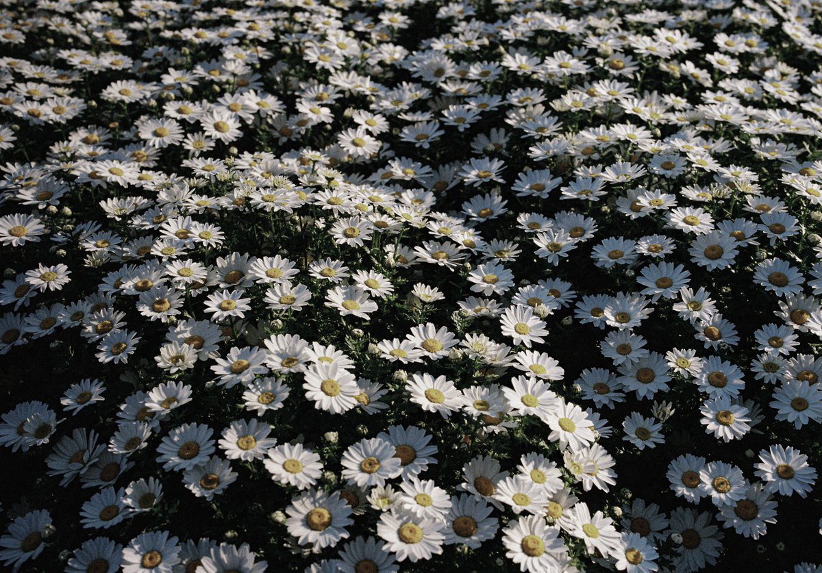 4D Modulation Studio tweet media