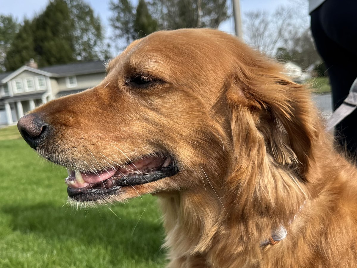 BryanMarquard's tweet image. I rarely get to photograph Millie, who lives just outside our immediate neighborhood and walks through our streets fairly often. A sweet golden retriever. #dog #dogs @dogcelebration @dogandpuplovers @ok32650586 @JanMcLa96148225 @Patrici02004557