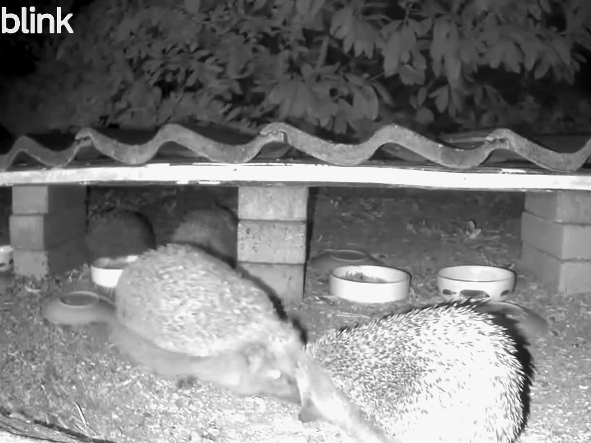 blueRacerOL's tweet image. Und bei Igels so 🥰 

Was ich mir angesichts der leeren Futterschalen schon gedacht hatte, hier sind mittlerweile mindestens 4 Igel unterwegs 🥰

#TiereImGarten #Igel #hedgehog