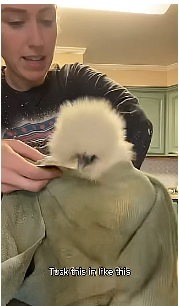 thatgrrl's tweet image. Did you know chickens can purr? #Chickens youtu.be/HEP9Deg5hZQ?si…