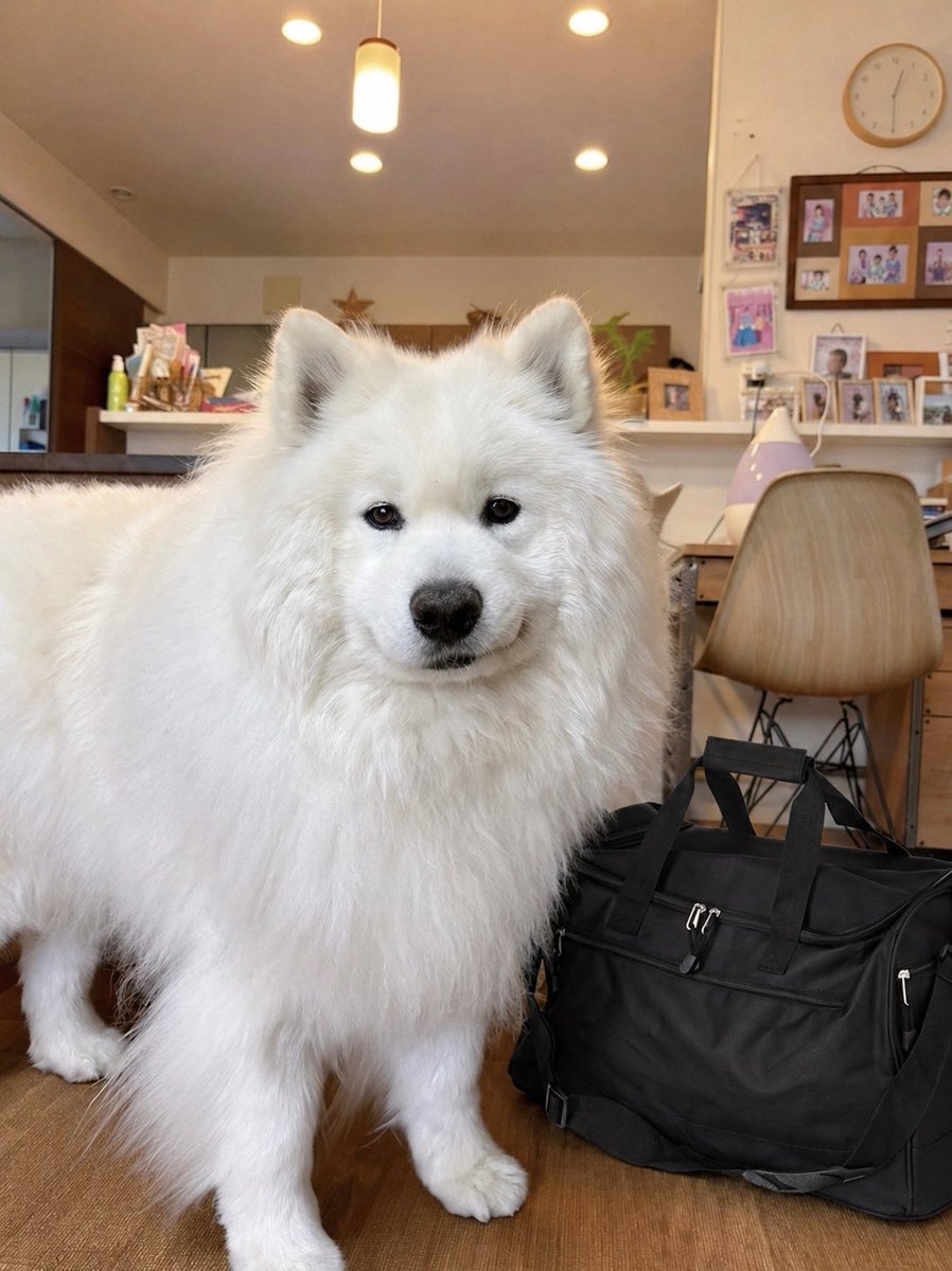 サモエドのサニー tweet media