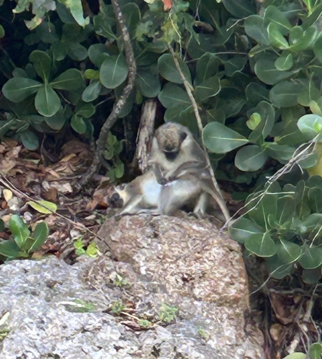 Scobbert's tweet image. Great to watch you guys today  @ApesHillClub on holiday golfing in #Barbados and we had to spend a day just #OutsideTheRopes it’s our favourite course in the Caribbean