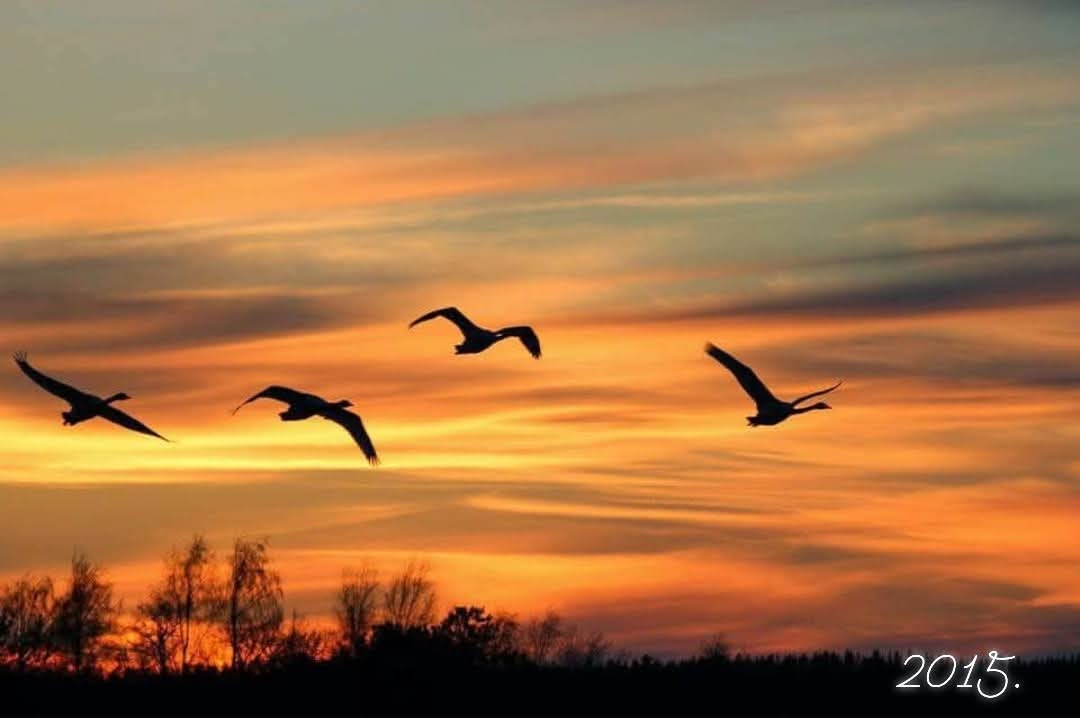 PHatunen's tweet image. Joutsenet auringon laskiessa..
Arkisto kuvia.. #swans #sunset 
#Finland #spring #april