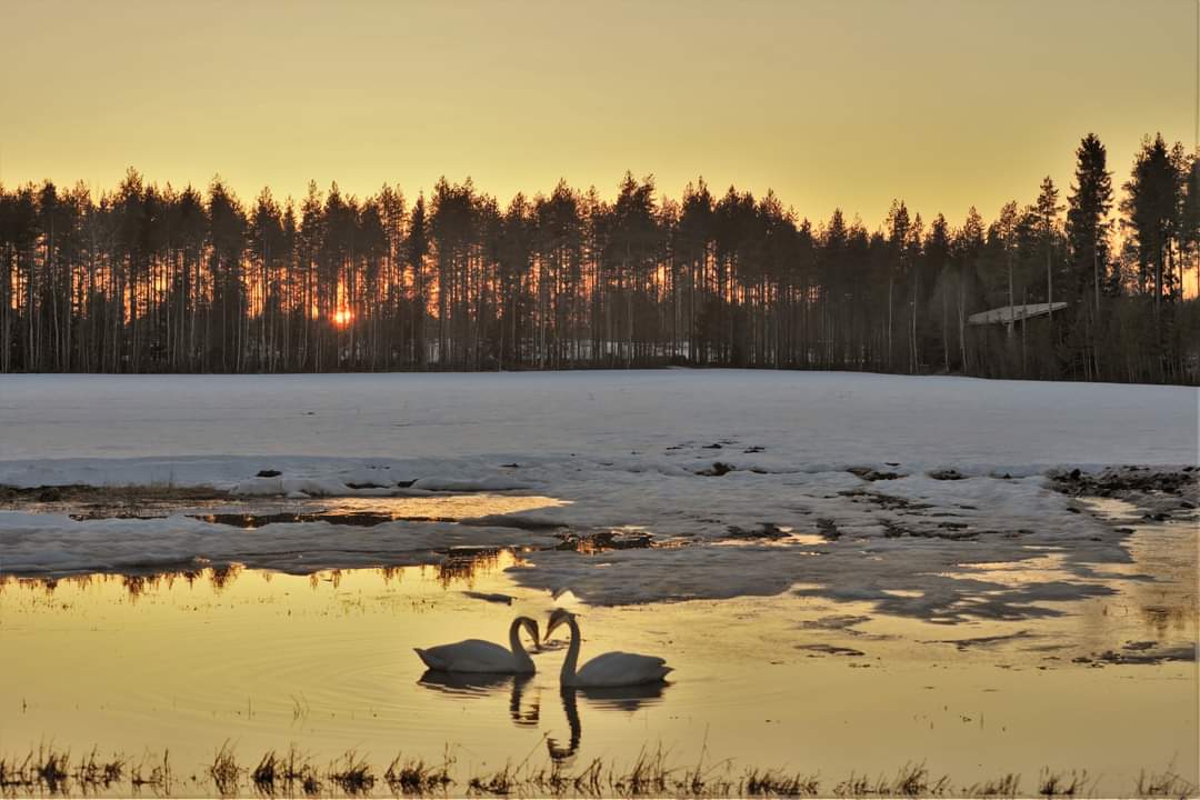 PHatunen's tweet image. Joutsenet auringon laskiessa..
Arkisto kuvia.. #swans #sunset 
#Finland #spring #april