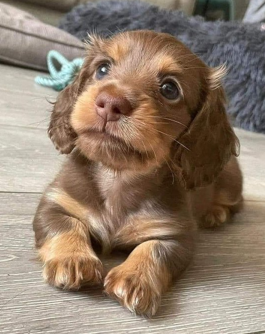 Tweets of Dogs tweet media