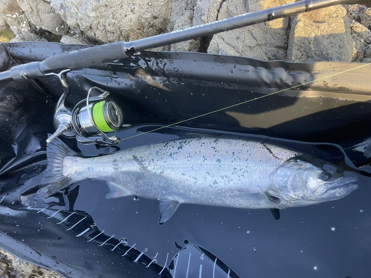 ｴﾝﾘｹ tweet media