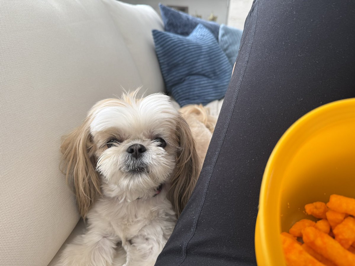 MingxiTzu's tweet image. I too would like a cheezie 
#SharingIsCaring #DogsofX