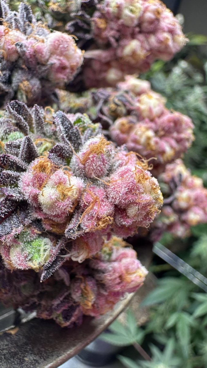 JT Exoticz 420 tweet media