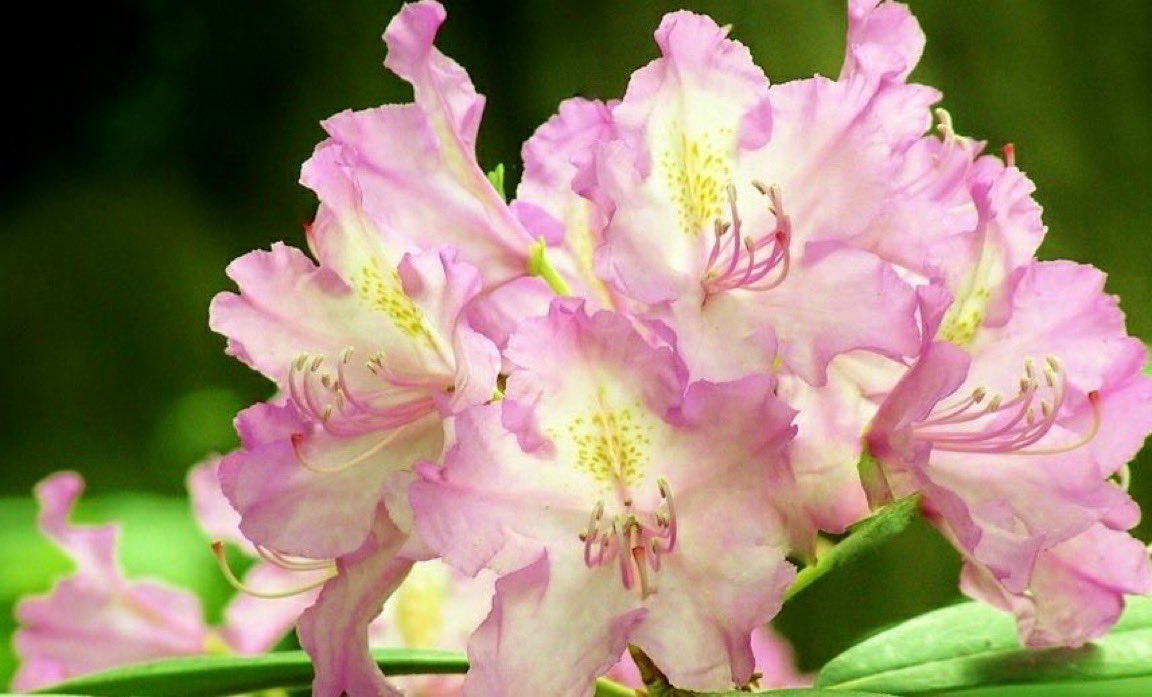 花🌸🌼🌺🌷🌻🌹 tweet media