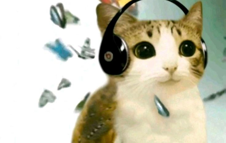 Muerde ♡ ˖ ࣪ ! tweet media