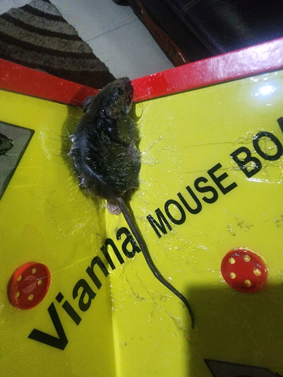 Edith🎠🎠🎠🎠🌍🌍🌍🌍Mrs Whiteman tweet media