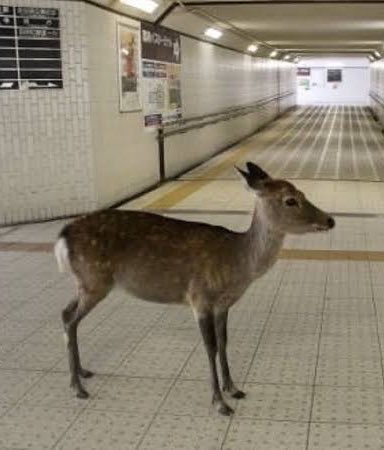 daily bambichael tweet media