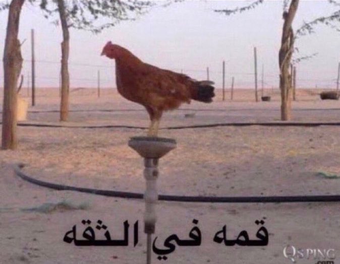 رغَد tweet media