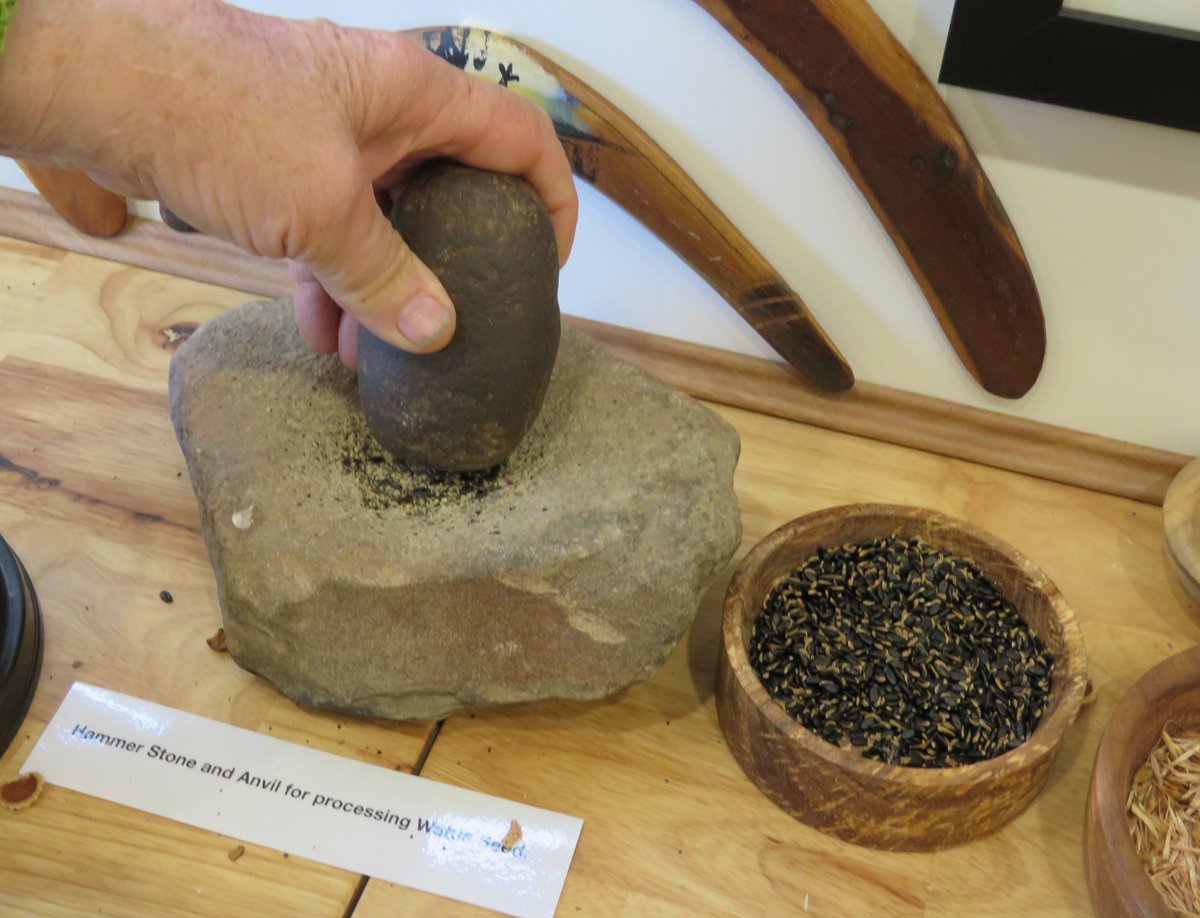 StuartWilliams_'s tweet photo. "Hammer stone and anvil for processing wattle seed" demonstrated by Paul Haw

#YungBalugmuseum  #Boort #Acacia https://t.co/iLN31FXQL0