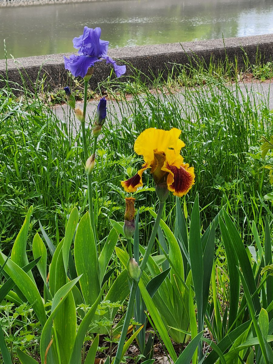 髭さん tweet media