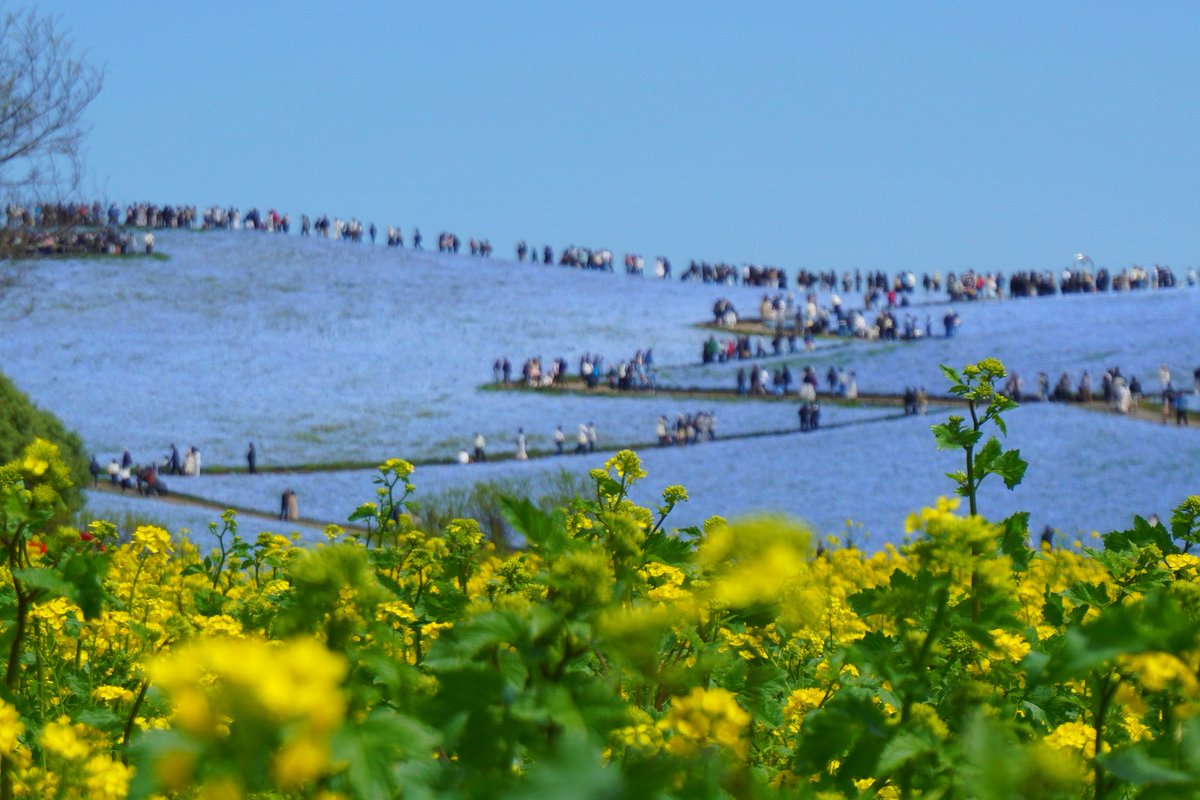 まさ@ZC33S@ZX4R tweet media