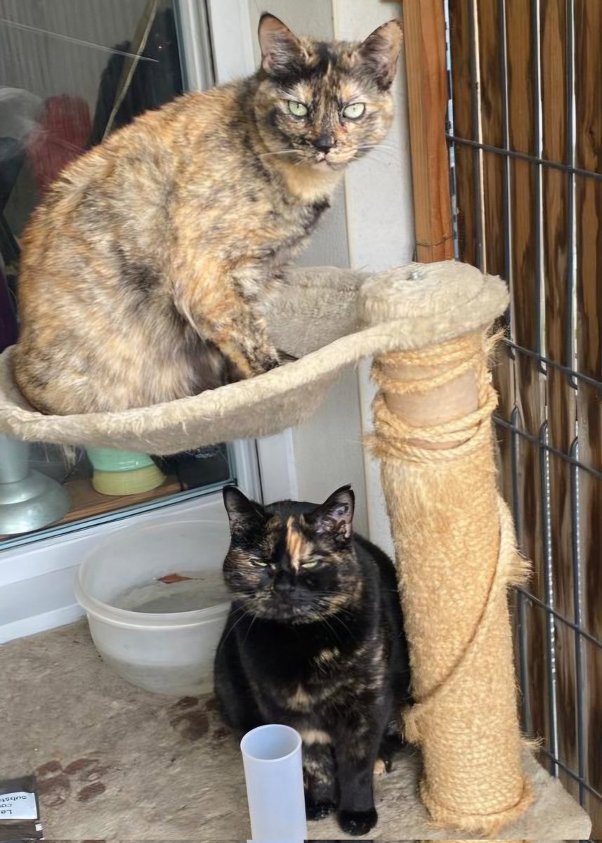 Sophie12001's tweet image. "Mes filles et moi"
#love #cat #together
#chat