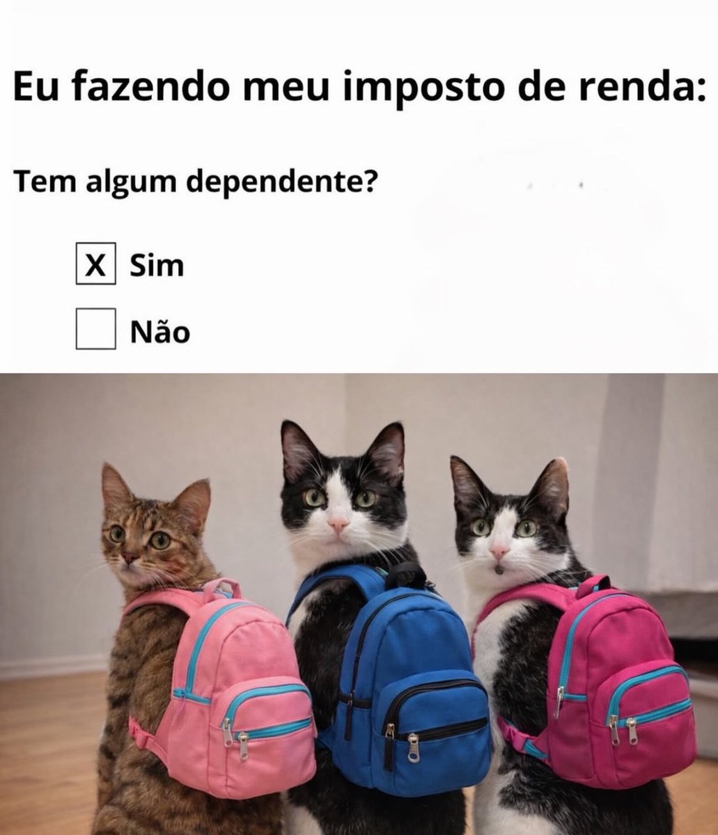 gatos fazendo gatices (@gatinarios) on Twitter photo 