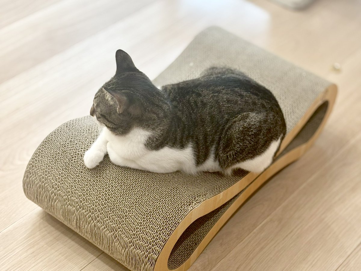 tsuyu_chan22's tweet photo. つゆちゃん大きくなったねえ☺️ https://t.co/4Rs3sJ1qwg