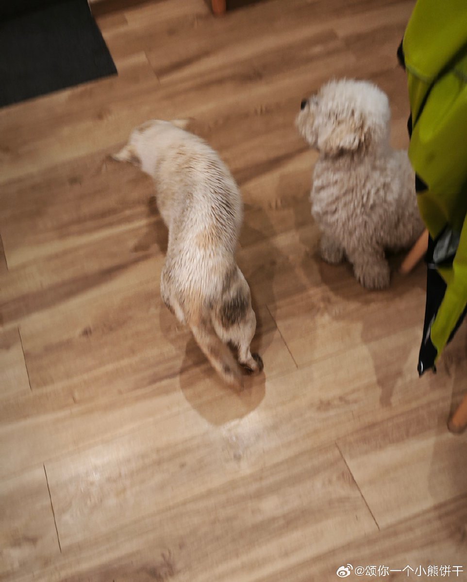 Gregystar tweet media