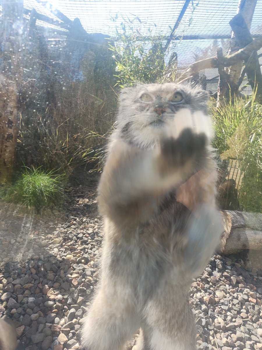 otocolobus tweet media