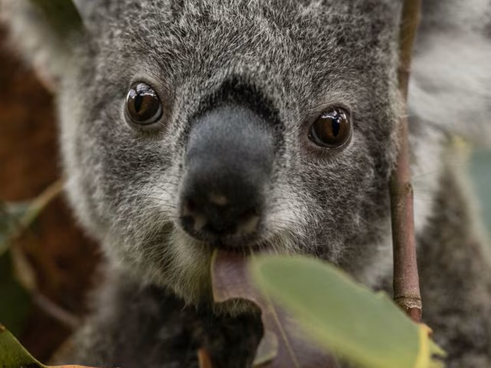 DebbieDoglady's tweet image. SmorgasbordBlogMag: Smorgasbord Posts from Your Archives 2026 – Posts from last six months of 2025 – Friday JohnKu – AKA – TGIF – Fri-Yay/Good News #Koalas #Platypus by John Howell dlvr.it/TSDKkL by @sgc58