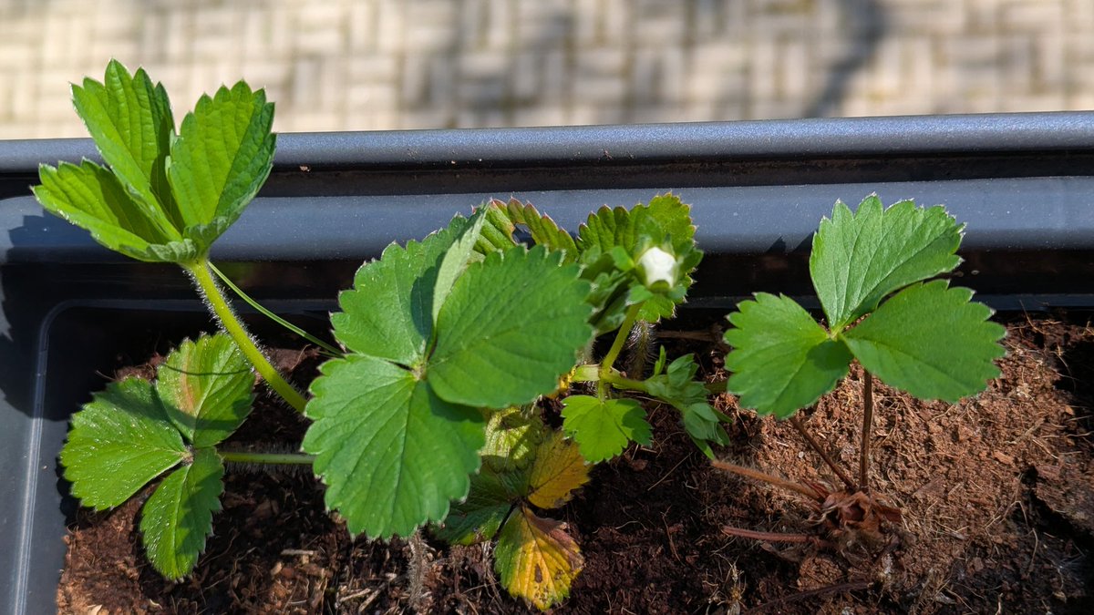 Auf Punkt und Komma tweet media