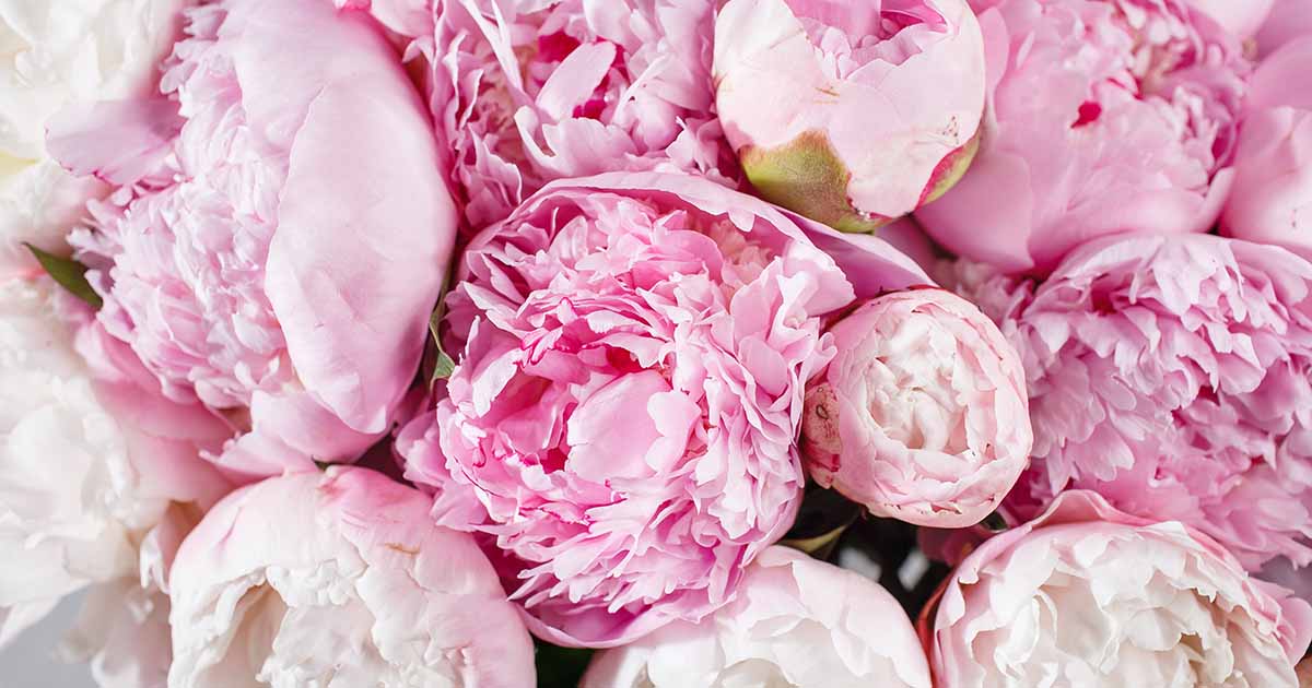 Gardeners_Path_'s tweet image. 41 of the Best Pink Peony Varieties for the Garden - If you're planning a pink color scheme for your garden, you can't do better than pink peony flowers. Learn about 41 of the best options now on Gardener's Path. #gardening #flowergarden #gardeningtips gardenerspath.com/plants/flowers…