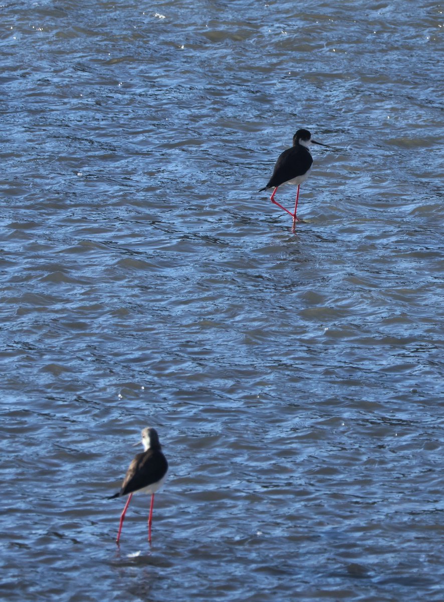 sedasrgnc tweet media