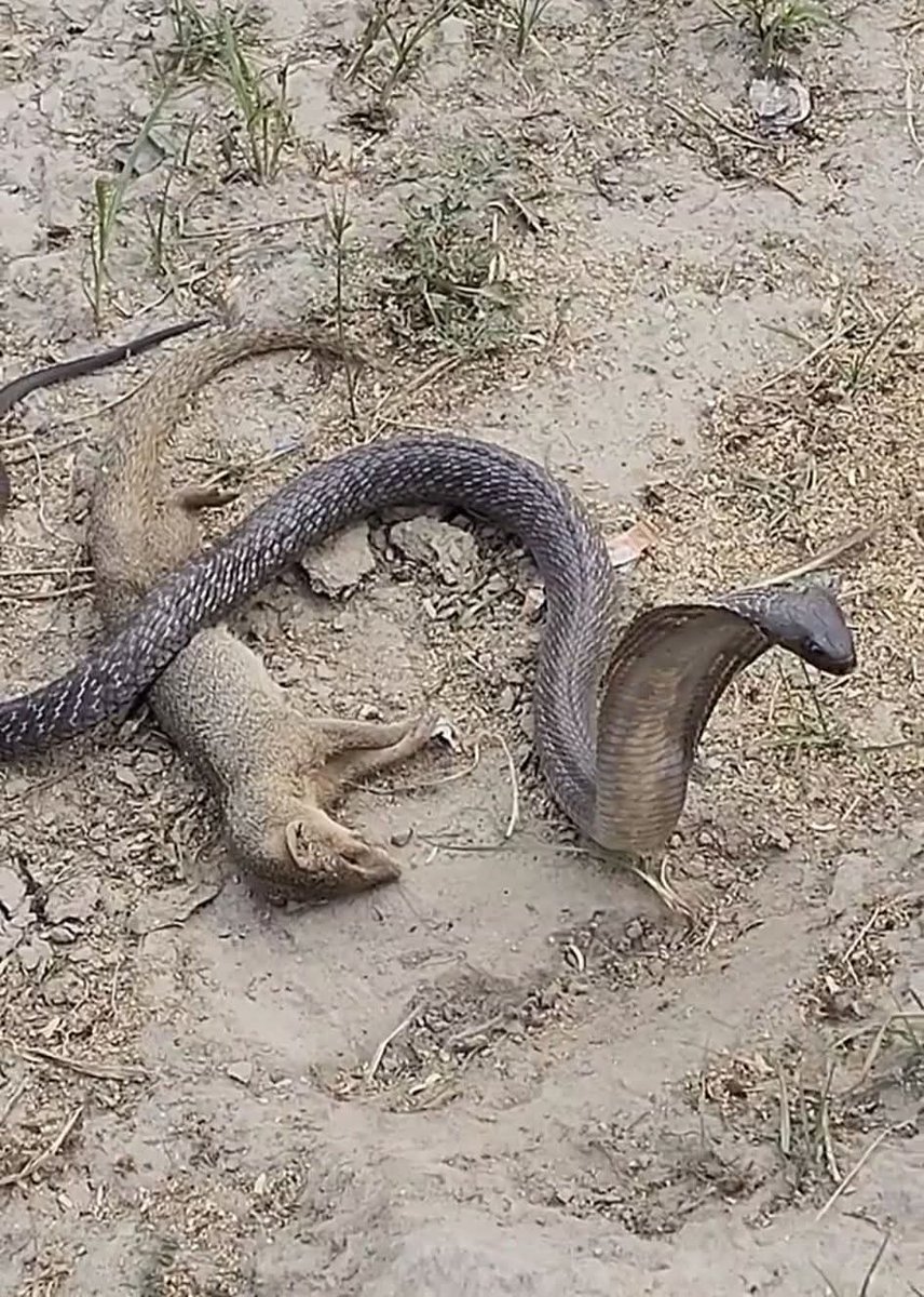 Engkabora tweet media