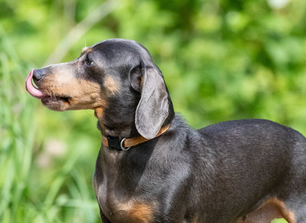 LiztheNorthener's tweet image. A few from today's walk #Ellesmere #Shropshire