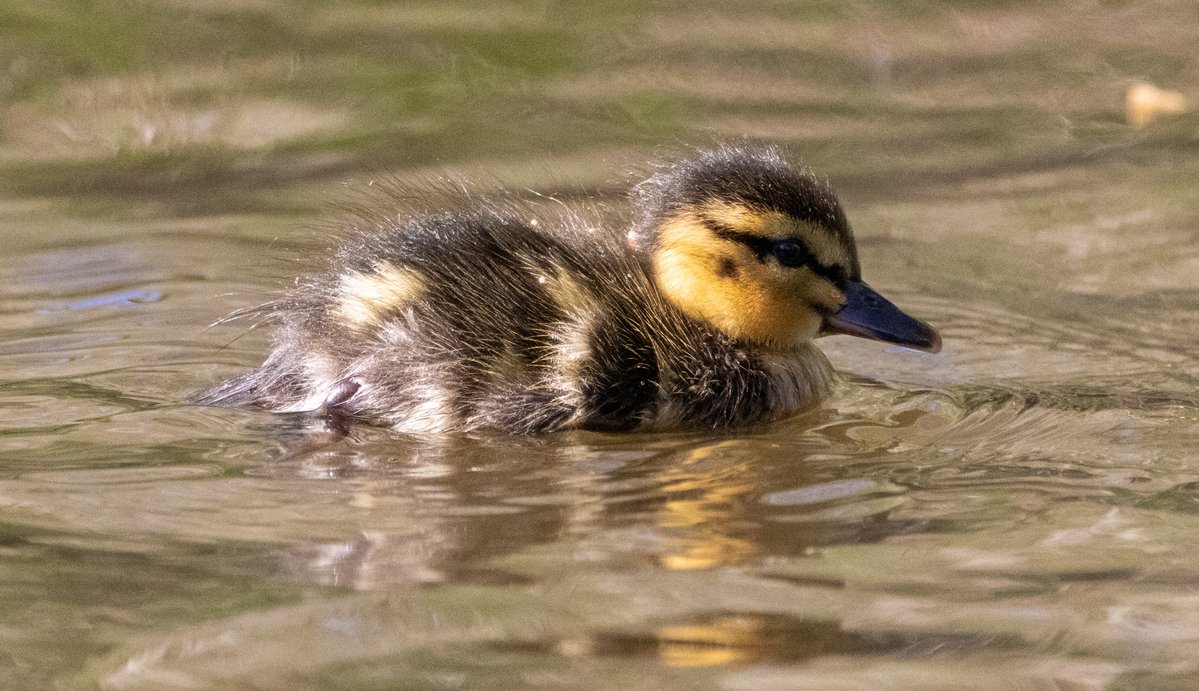 LiztheNorthener's tweet image. A few from today's walk #Ellesmere #Shropshire