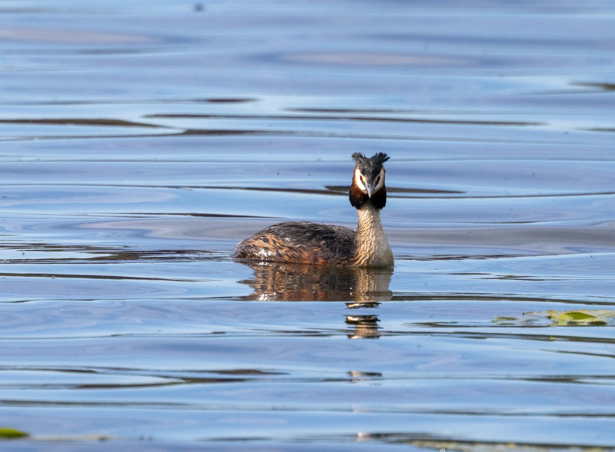 LiztheNorthener's tweet image. A few from today's walk #Ellesmere #Shropshire