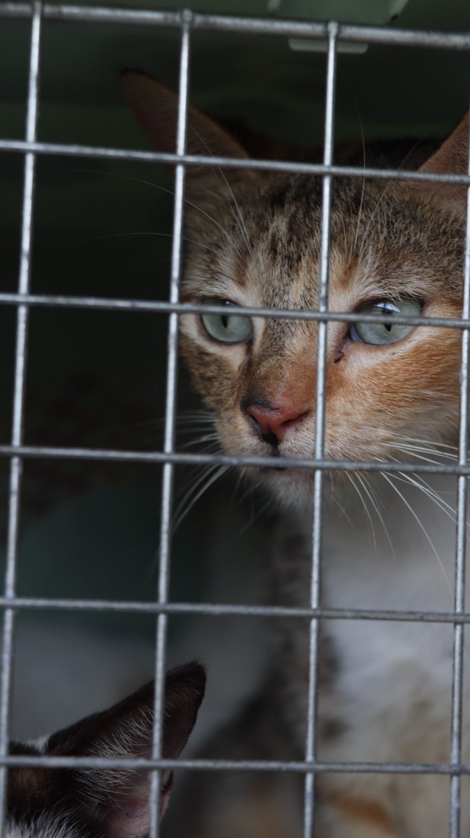 Spay Panama tweet media