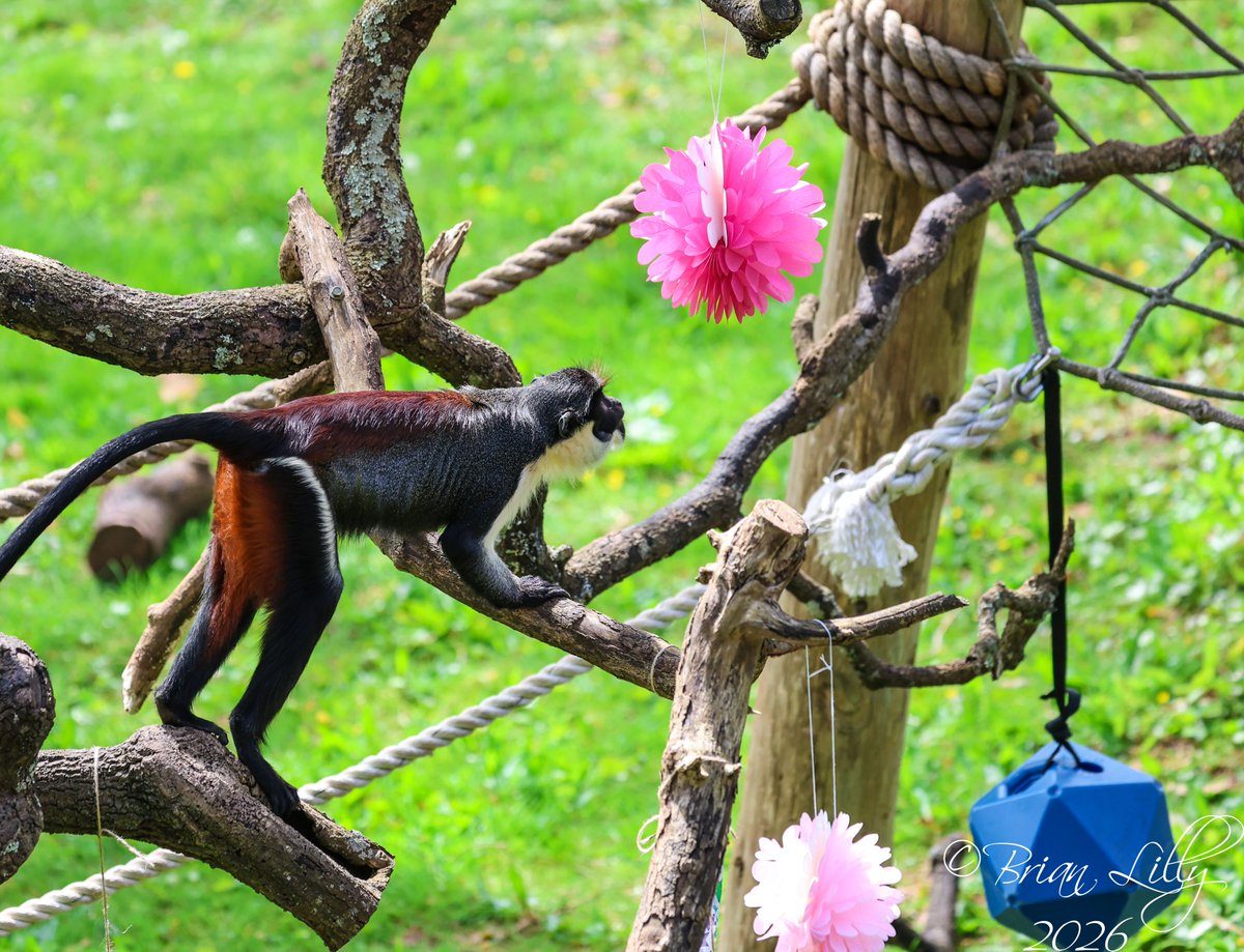 brglilly's tweet image. Koidu's 1st birthday party was a great success. Thank you to the Keepers for providing such fantastic enrichment for the Diana monkeys 1 of 2 @PaigntonZoo #dianamonkey #primates