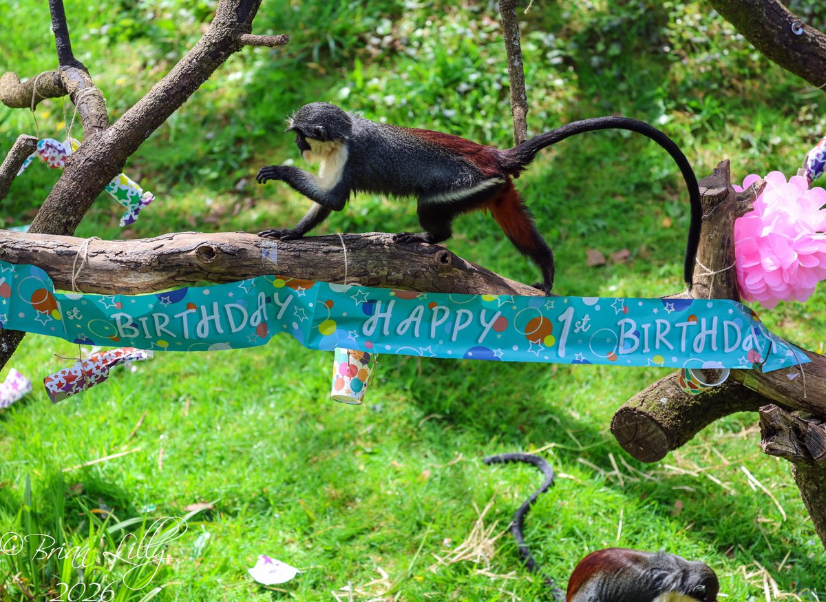 brglilly's tweet image. Koidu's 1st birthday party was a great success. Thank you to the Keepers for providing such fantastic enrichment for the Diana monkeys 2 of 2 @PaigntonZoo
 #dianamonkey #primates
