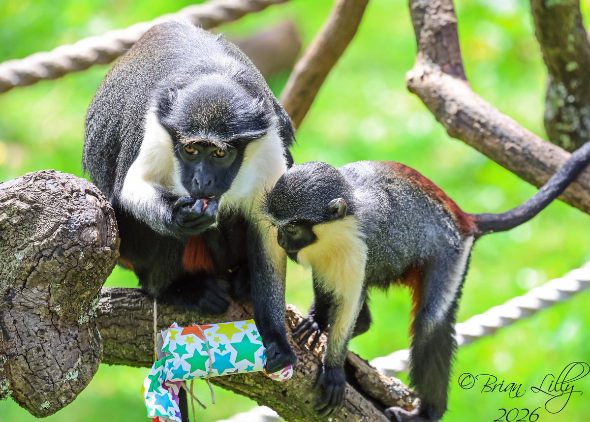 brglilly's tweet image. Koidu's 1st birthday party was a great success. Thank you to the Keepers for providing such fantastic enrichment for the Diana monkeys 2 of 2 @PaigntonZoo
 #dianamonkey #primates