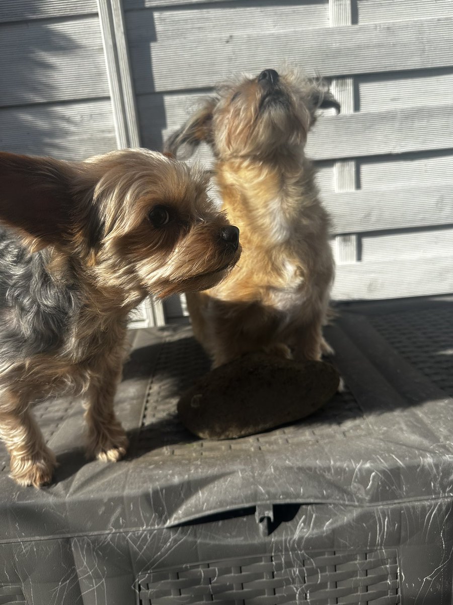 Anabel Schunke tweet media