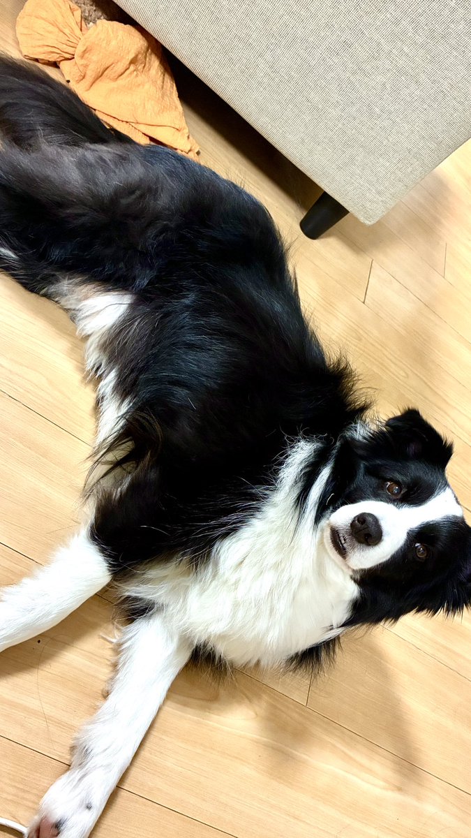 よぃちωこ。 tweet media
