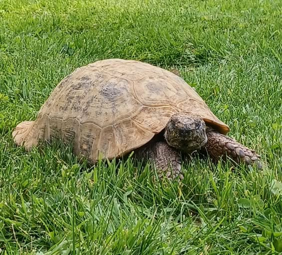 AlbertTortoise's tweet image. Papped on patrol. This is #ALBERTthetortoise reporting sunny, BIG patrol &amp;amp; feed. Supersize #Thanks for all #support and welcome to our new #Friends. As my #shellebrity grows, been working on my #Tortograph. More work needed. Enjoy the #weekend #TakeCare AlbertTortoise.com